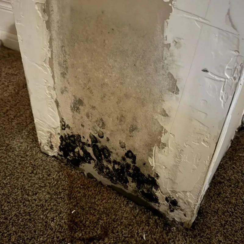 Professional Mold Removal in Harney County, OR